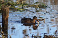 /album/termeszetfotok/nagy-falat-1-jpg/